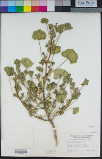 Malva nicaeensis image