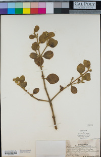 Phoradendron leucarpum subsp. macrophyllum image