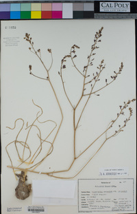 Hooveria purpurea image