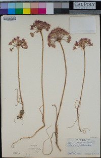 Allium crispum image