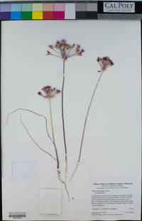 Allium peninsulare image