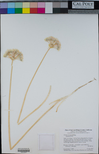 Allium unifolium image