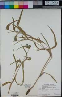 Commelina dianthifolia image