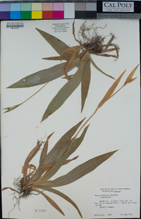 Image of Carex albursina