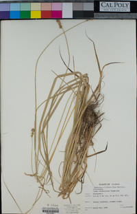 Image of Carex alopecoidea