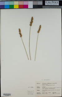 Image of Carex annectens