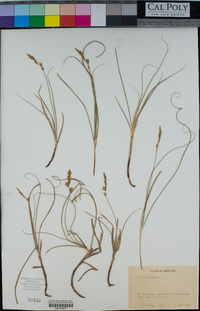 Image of Carex arenaria