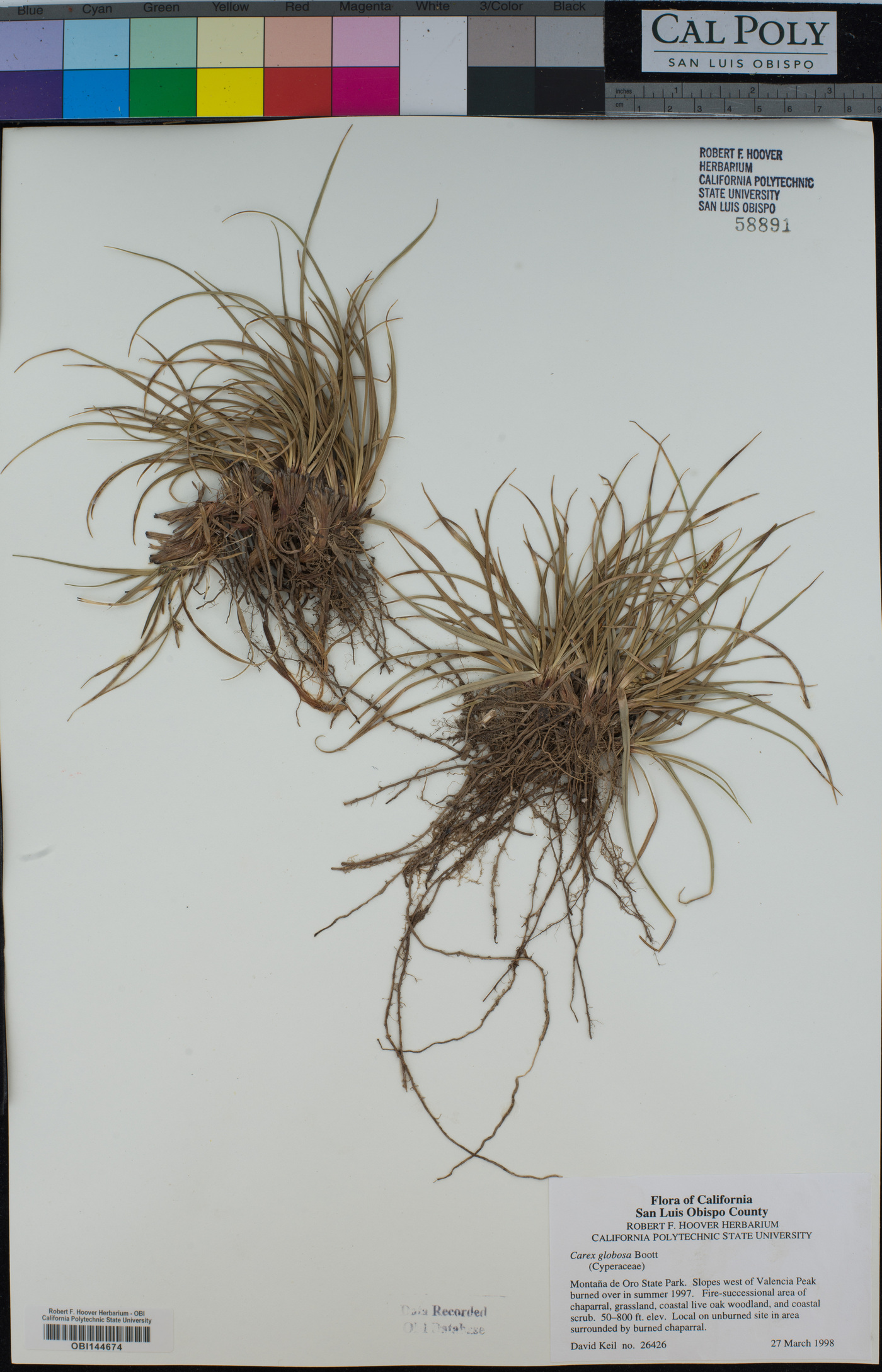 Carex globosa image