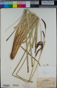 Carex obnupta image