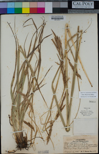 Carex obispoensis image