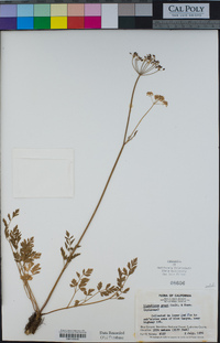 Ligusticum grayi image