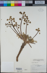 Lomatium dasycarpum subsp. dasycarpum image