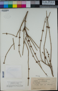 Ephedra californica image