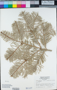 Abies concolor image