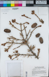 Picea engelmannii image