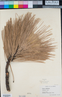 Pinus jeffreyi image