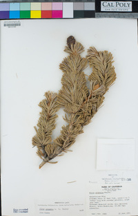 Pinus longaeva image