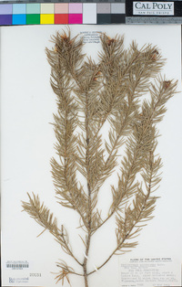 Pseudotsuga macrocarpa image