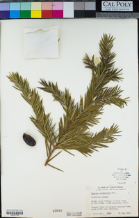 Torreya californica image