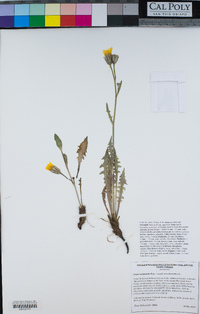 Crepis occidentalis image