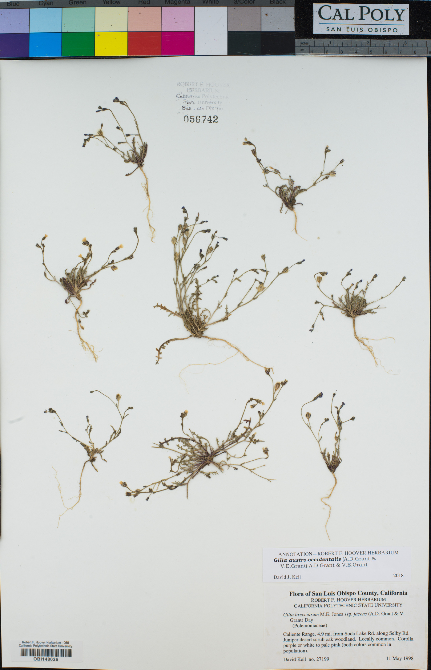 Gilia austrooccidentalis image