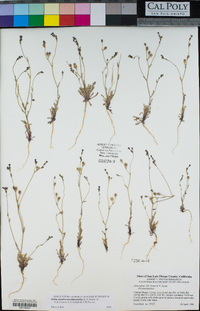Gilia austrooccidentalis image