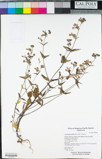 Collinsia multicolor image