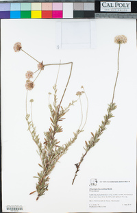 Eriogonum fasciculatum image