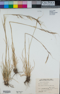 Stipa pulchra image