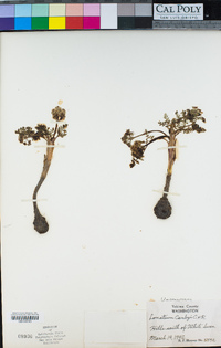 Lomatium canbyi image