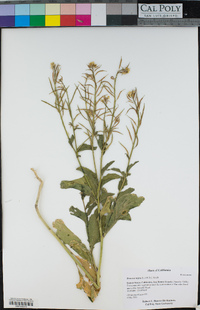 Brassica nigra image