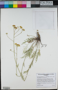 Hymenopappus filifolius image