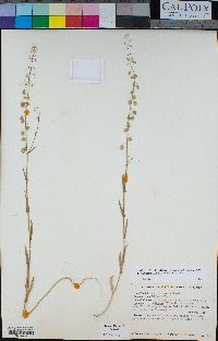 Thysanocarpus curvipes subsp. curvipes image