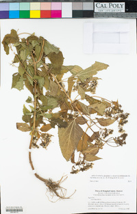 Ageratina altissima image