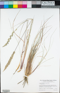 Koeleria macrantha image