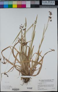 Luzula parviflora image