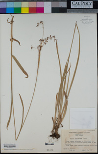 Luzula parviflora image