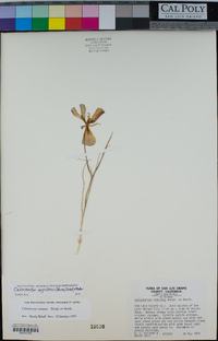 Calochortus argillosus image