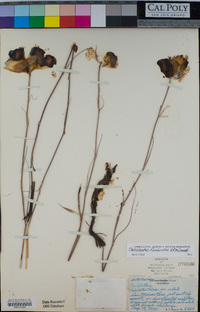 Calochortus fimbriatus image