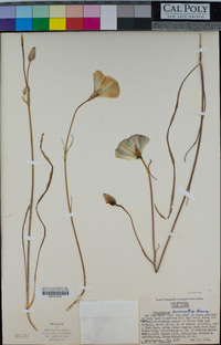 Calochortus invenustus image