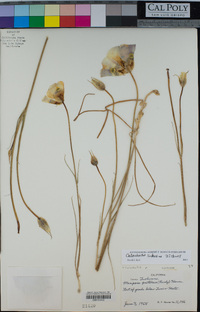 Calochortus superbus image