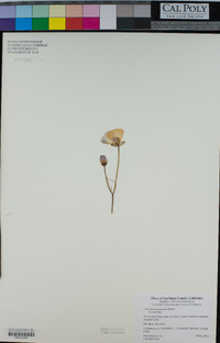 Calochortus splendens image