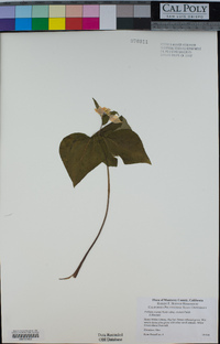 Trillium ovatum subsp. ovatum image