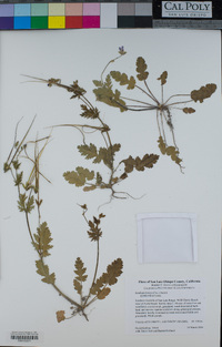 Erodium botrys image