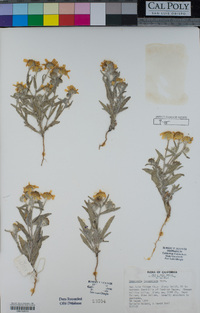 Monolopia lanceolata image