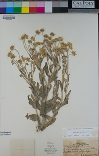 Monolopia stricta image