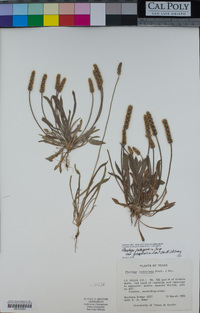 Plantago patagonica image