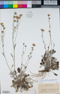 Image of Packera antennariifolia