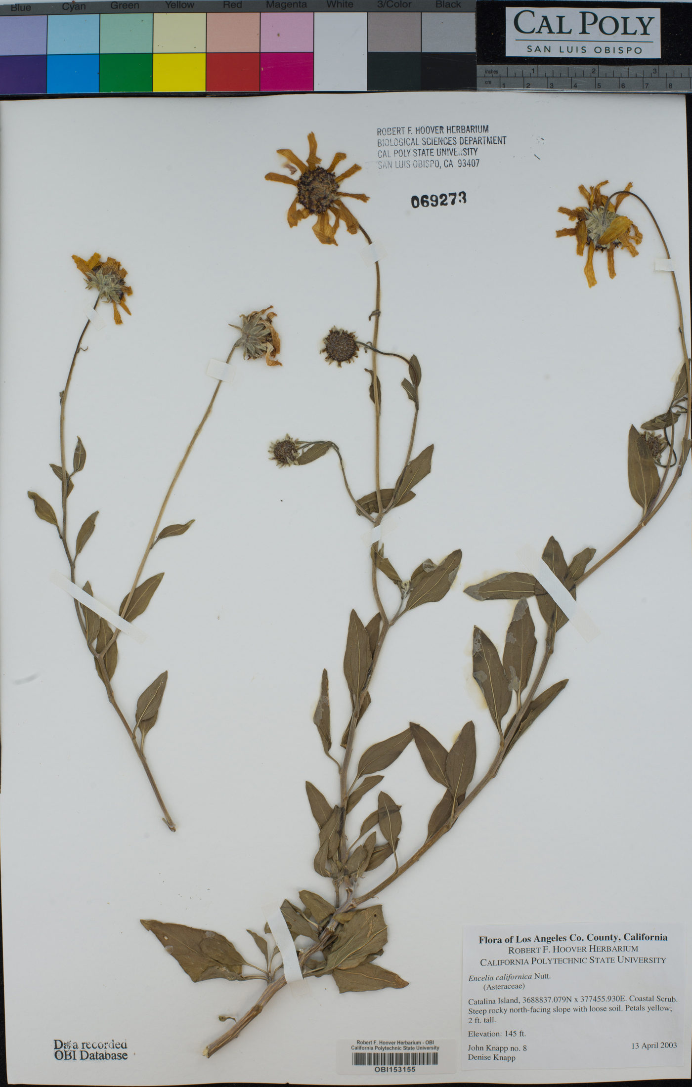 Encelia californica image