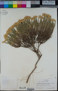 Ericameria ericoides image